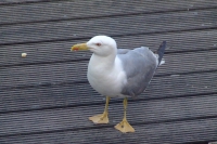 DSCF3095