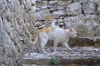Cat in Berat city