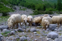 DSCF8575