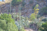 DSCF0766