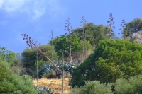 DSCF0767