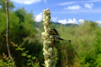 DSCF0779