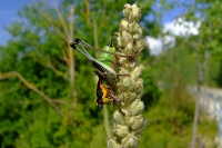 DSCF0785