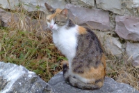 Cat in Gjirokastër city, Albania