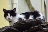 Cat in Gjirokastër city
