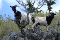 Goats