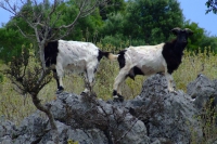 Goats, Albania
