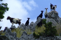 Goats on the rocks