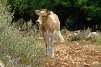 Cow, Albania