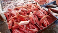 Fish market in Marsaxlokk, Malta