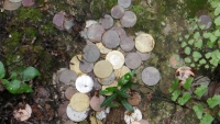 Coins in Vilhena Palace. Mdina
