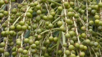 Date tree