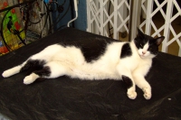 Cat in Mojacar