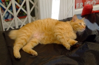 Cat in Mojacar