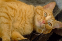 Cat in Mojacar
