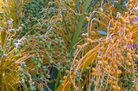 DSCF2481