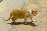 DSCF2483