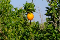 DSCF2519