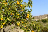 DSCF2521