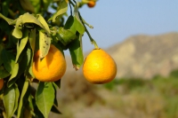 DSCF2522