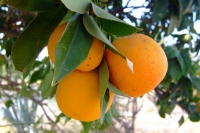DSCF2523