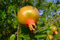 DSCF2528