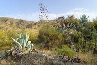 DSCF2536