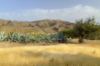 DSCF2540