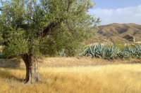 DSCF2542