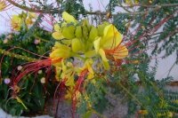 DSCF2558