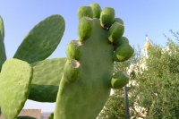 DSCF2559