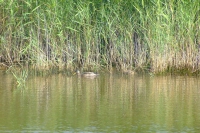 DSCF2647