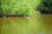 DSCF2650