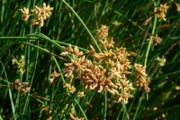 DSCF2657