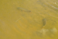 DSCF2660