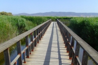 DSCF2665