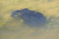 DSCF2675