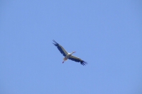 DSCF2714