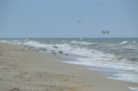 Birds of Black Sea