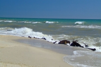 Black Sea