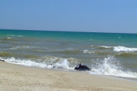Black Sea