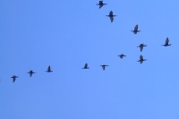 Birds in the sky
