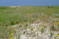 Tendra Spit