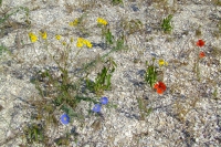 Flowers on Tendra Spit