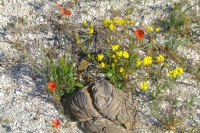 Flowers on Tendra Spit