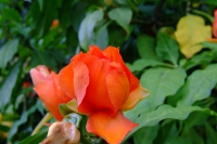 DSCF6540