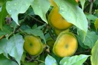 DSCF6544