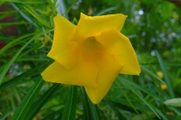 DSCF6548