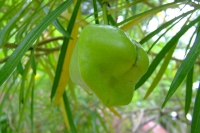 DSCF6549