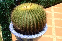 DSCF8141